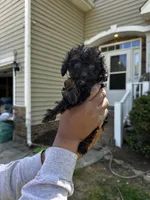 Brylee, a female Maltipoo and Poodle - Toy  for sale in Durham, NC – Photo 3 of 5