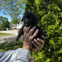 Brylee, a female Maltipoo and Poodle - Toy  for sale in Durham, NC – Photo 2 of 5