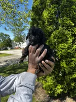 Brylee, a female Maltipoo and Poodle - Toy  for sale in Durham, NC – Photo 2 of 5