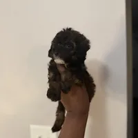 Brylee, a female Maltipoo and Poodle - Toy  for sale in Durham, NC – Photo 5 of 5