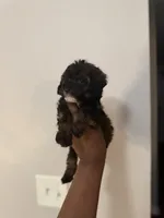 Brylee, a female Maltipoo and Poodle - Toy  for sale in Durham, NC – Photo 5 of 5