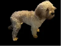 Kiki, a female Cockapoo for sale in Durham, NC – Photo 1 of 3