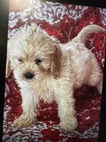 Kiki, a female Cockapoo for sale in Durham, NC – Photo 3 of 3