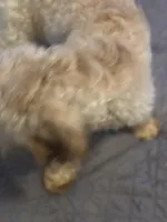 Kiki, a female Cockapoo for sale in Durham, NC – Photo 2 of 3