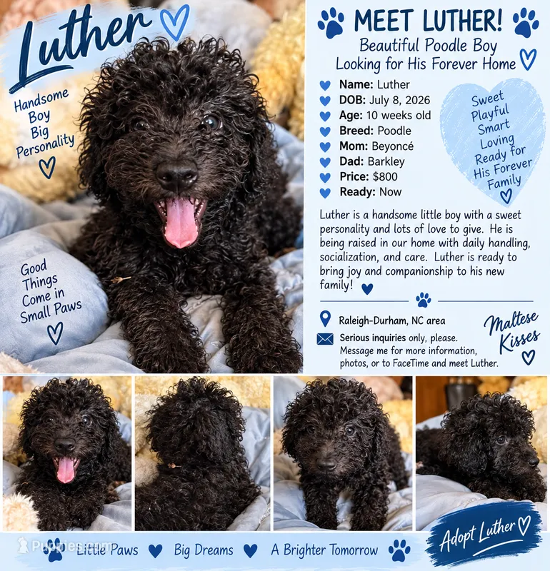 Luther – Poodle - Toy  puppy for sale in Durham, NC