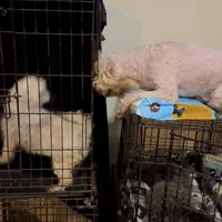 Brealyn Mia, a female Maltipoo and Poodle - Toy  for sale in Durham, NC – Photo 2 of 2