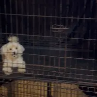 Brealyn Mia, a female Maltipoo and Poodle - Toy  for sale in Durham, NC – Photo 1 of 2