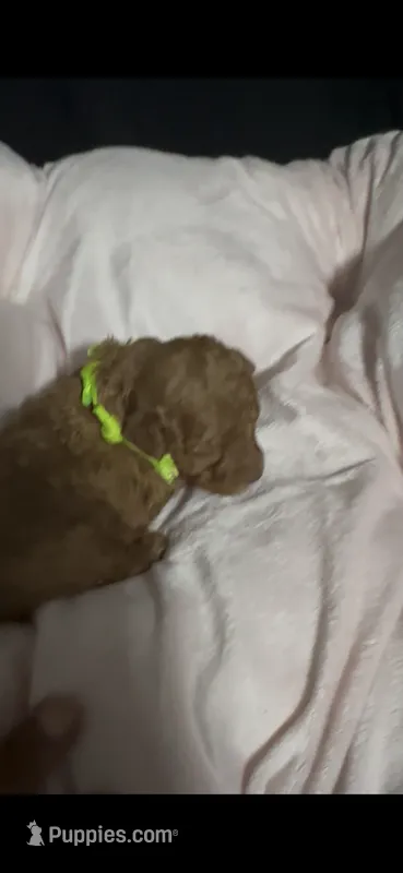 clover – Poodle - Toy  puppy for sale in Durham, NC