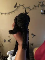 Blue Ivy boy 1, a male Poodle - Toy  for sale in Durham, NC – Photo 2 of 2