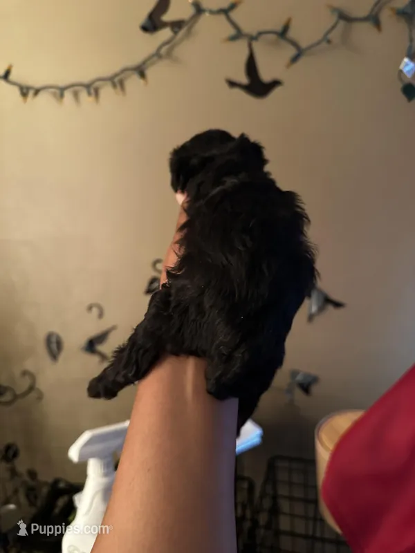 Blue Ivy boy 1, a male Poodle - Toy  for sale in Durham, NC – Photo 1 of 1