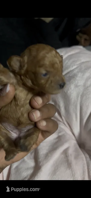 Fern — Female Red Toy Poodle – Poodle - Toy  puppy for sale in Durham, NC