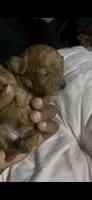 Fern — Female Red Toy Poodle, a female Poodle - Toy  for sale in Durham, NC – 1 of 4