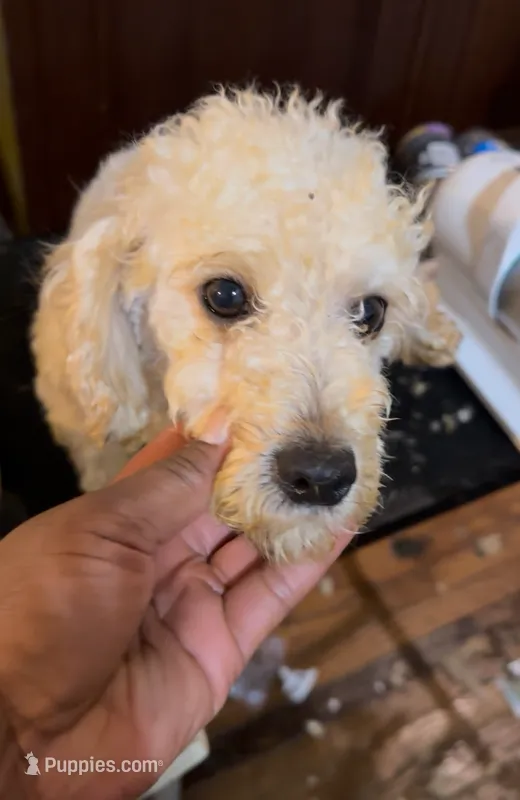 Barrett – Poodle - Miniature  puppy for sale in Durham, NC