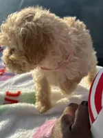 Tilly’s Boy 3, a male Poodle - Miniature  for sale in Durham, NC – 5 of 10