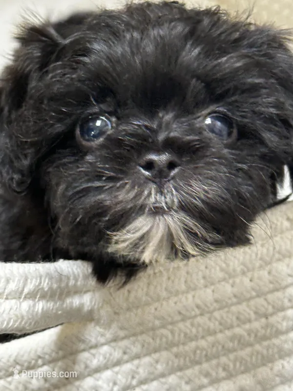 Bailey’s Boy 1 – Maltipoo puppy for sale in Durham, NC