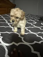 Barrettes boy 4, a male Poodle - Toy  for sale in Durham, NC – Photo 2 of 2