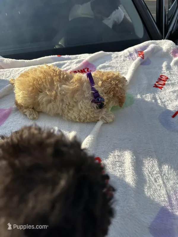 Barrettes boy 4 – Poodle - Toy  puppy for sale in Durham, NC