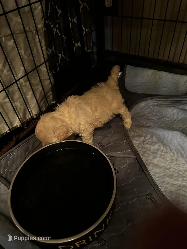 Barrettes boy 4 – Poodle - Toy  puppy for sale in Durham, NC