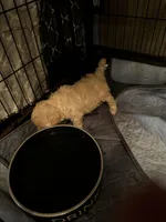 Barrettes boy 4, a male Poodle - Toy  for sale in Durham, NC – Photo 1 of 2