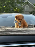 Tilly’s Boy 3, a male Poodle - Miniature  for sale in Durham, NC – 4 of 10