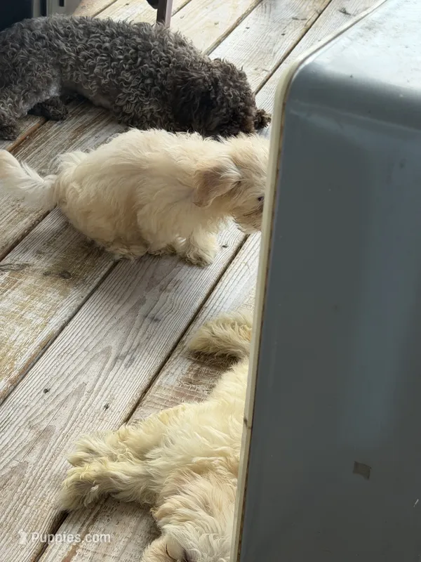 Buttercup  – Maltipoo puppy for sale in Durham, NC