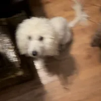 Blake, a female Poodle - Miniature  for sale in Durham, NC – Photo 2 of 2