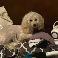 Blake, a female Poodle - Miniature  for sale in Durham, NC – Photo 1 of 2