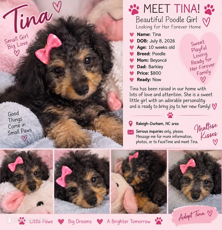 Tina – Poodle - Toy  puppy for sale in Durham, NC