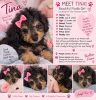 Tina, a female Poodle - Toy  for sale in Durham, NC – 1 of 1