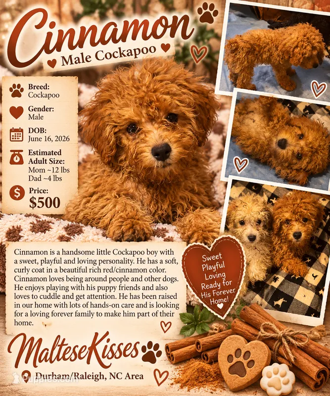Cinnamon  – Cockapoo puppy for sale in Durham, NC