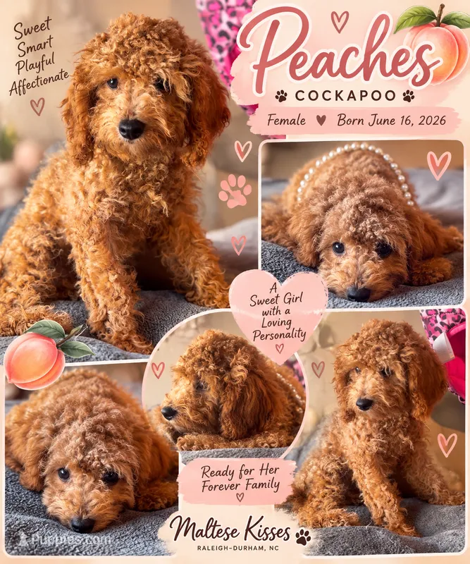 Peaches – Cockapoo puppy for sale in Durham, NC