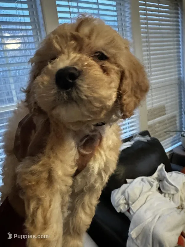 Tilly’s Boy 2 – Poodle - Miniature  puppy for sale in Durham, NC