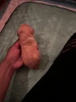 Berretts Boy 2, a male Poodle - Toy  for sale in Durham, NC – Photo 2 of 2