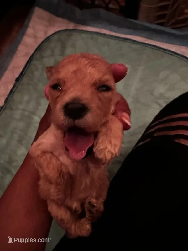 Berretts Boy 2 – Poodle - Toy  puppy for sale in Durham, NC