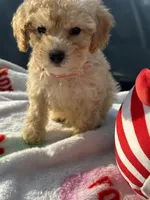 Berretts Boy 2, a male Poodle - Toy  for sale in Durham, NC – 3 of 6