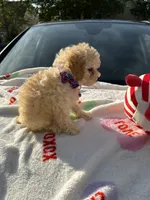 Berretts Boy 2, a male Poodle - Toy  for sale in Durham, NC – 4 of 6