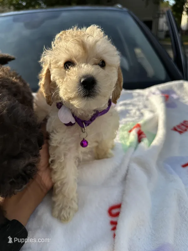 Berretts Boy 2 – Poodle - Toy  puppy for sale in Durham, NC