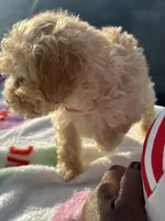 Berretts Boy 2, a male Poodle - Toy  for sale in Durham, NC – 2 of 6