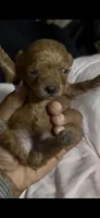 Fern — Female Red Toy Poodle, a female Poodle - Toy  for sale in Durham, NC – 4 of 4