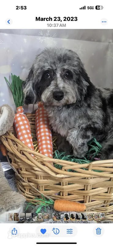 Mystique – Poodle - Toy , Poodle - Miniature  puppy on hold in Durham, NC