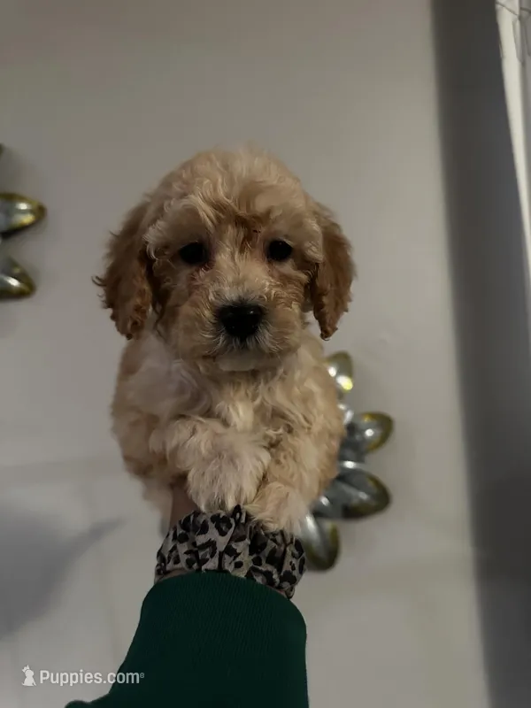 Tilly’s Boy 3 – Poodle - Miniature  puppy for sale in Durham, NC