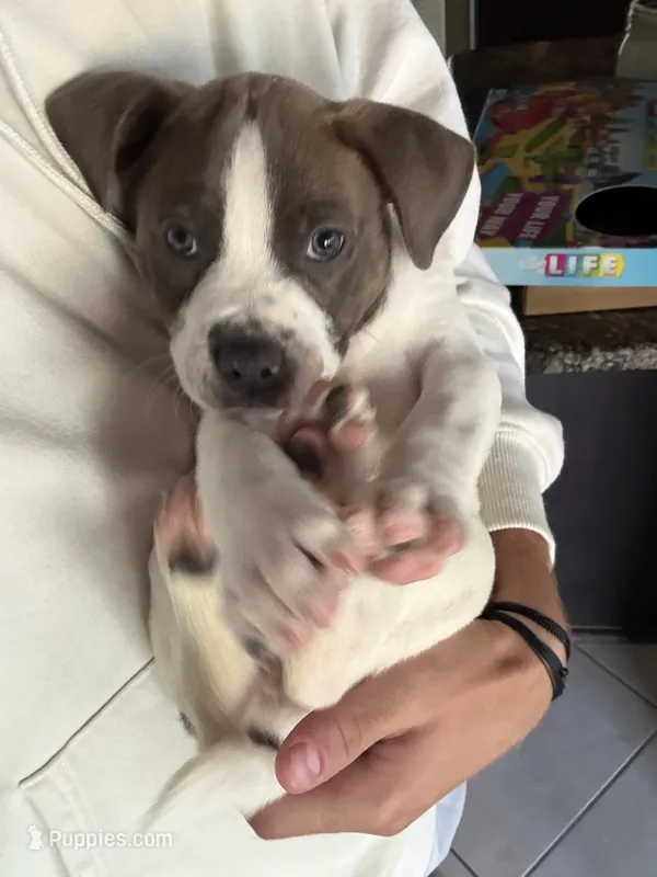 Tucker – American Pit Bull Terrier puppy for sale in Satellite Beach, FL