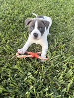 Tucker, a male American Pit Bull Terrier for sale in Satellite Beach, FL – 2 of 4