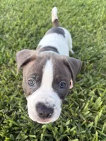 Tucker, a male American Pit Bull Terrier for sale in Satellite Beach, FL – 3 of 4
