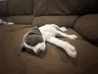 Tucker, a male American Pit Bull Terrier for sale in Satellite Beach, FL – 4 of 4