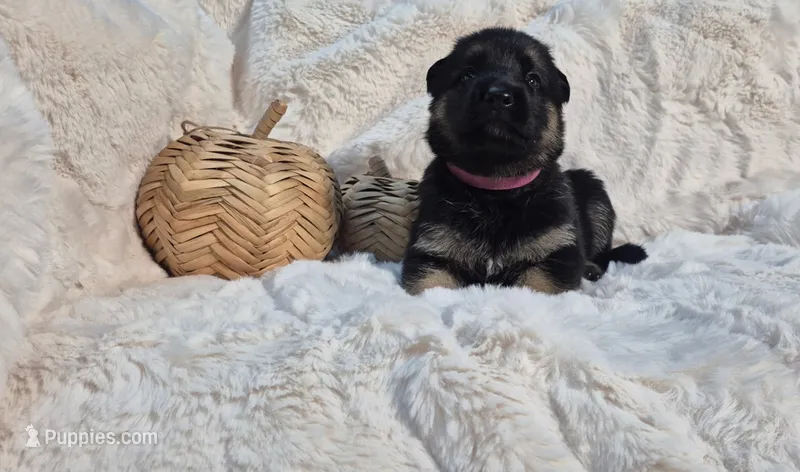Pink – German Shepherd Dog puppy for sale in Chesapeake City, VA