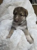 Purple, a female German Shepherd Dog for sale in Chesapeake City, VA – 2 of 4