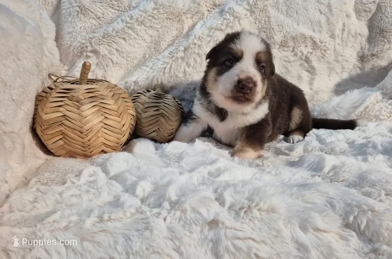 Blue – German Shepherd Dog puppy for sale in Chesapeake City, VA