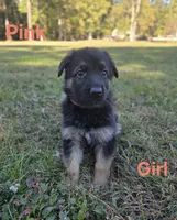 Pink, a female German Shepherd Dog for sale in Chesapeake City, VA – 2 of 4