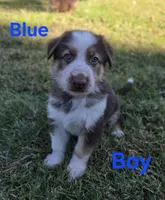 Blue, a male German Shepherd Dog for sale in Chesapeake City, VA – 2 of 4
